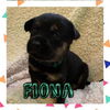 Fiona