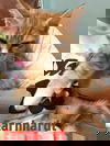 Earnhardt