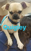 Quigley