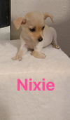 Nixie