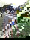 Osmand