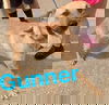 Gunner