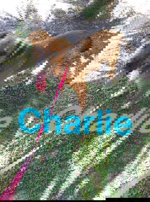 Charlie