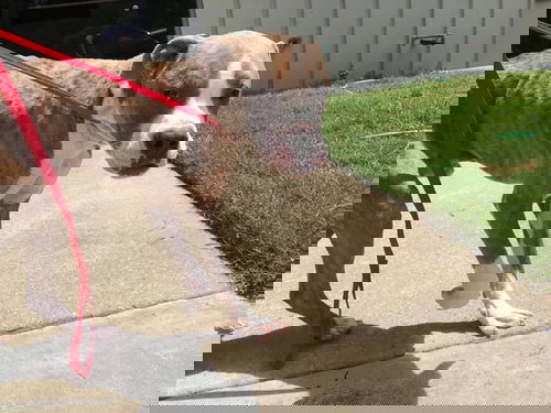 Frankie