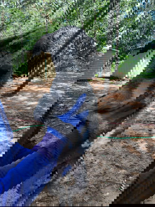 Maize