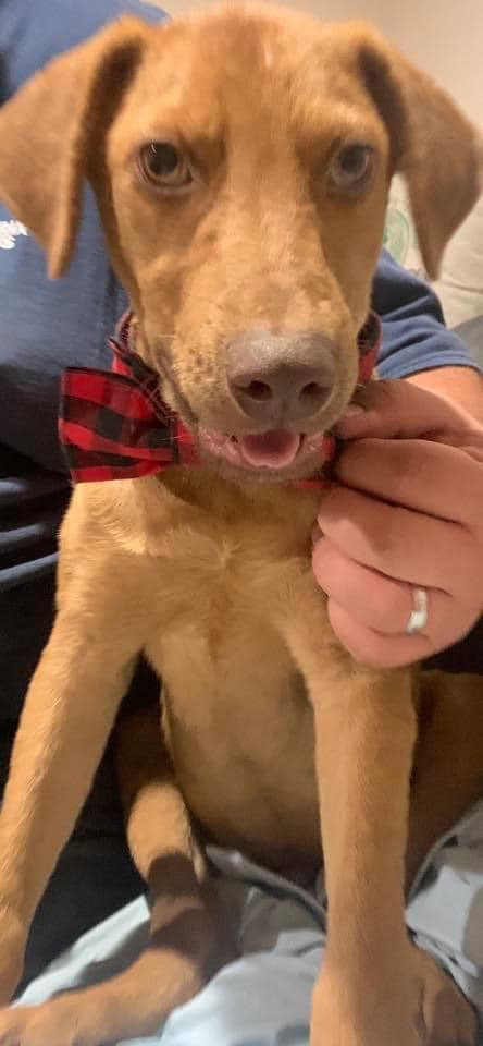 Rex