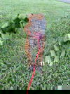 Scarlett (TX)