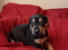 Rin Tin (TX)