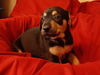 Rin Tin (TX)