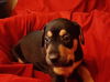 Rin Tin (TX)