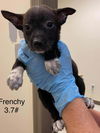 Frenchy (AL)