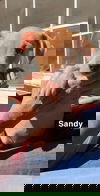 Sandy (AL)
