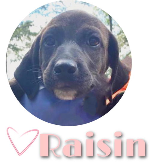 Raisin (AL)