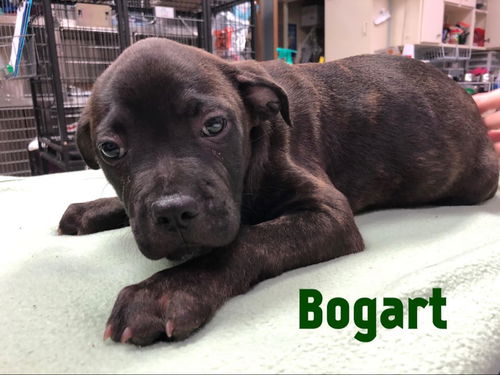 Bogart (SC)