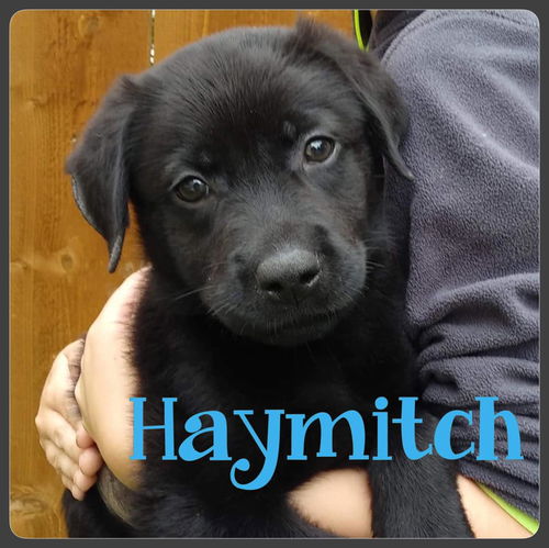 Haymitch (TX)