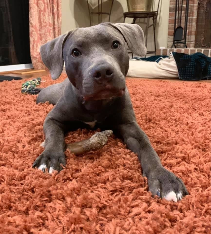 adoptable Dog in New York, NY named Bane (GA)