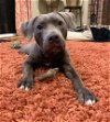 adoptable Dog in york, NY named Bane (GA)