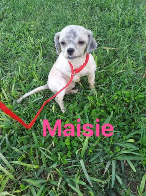 Maisie (TX)