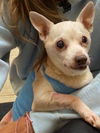 Leo (NY)