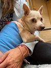Leo (NY)