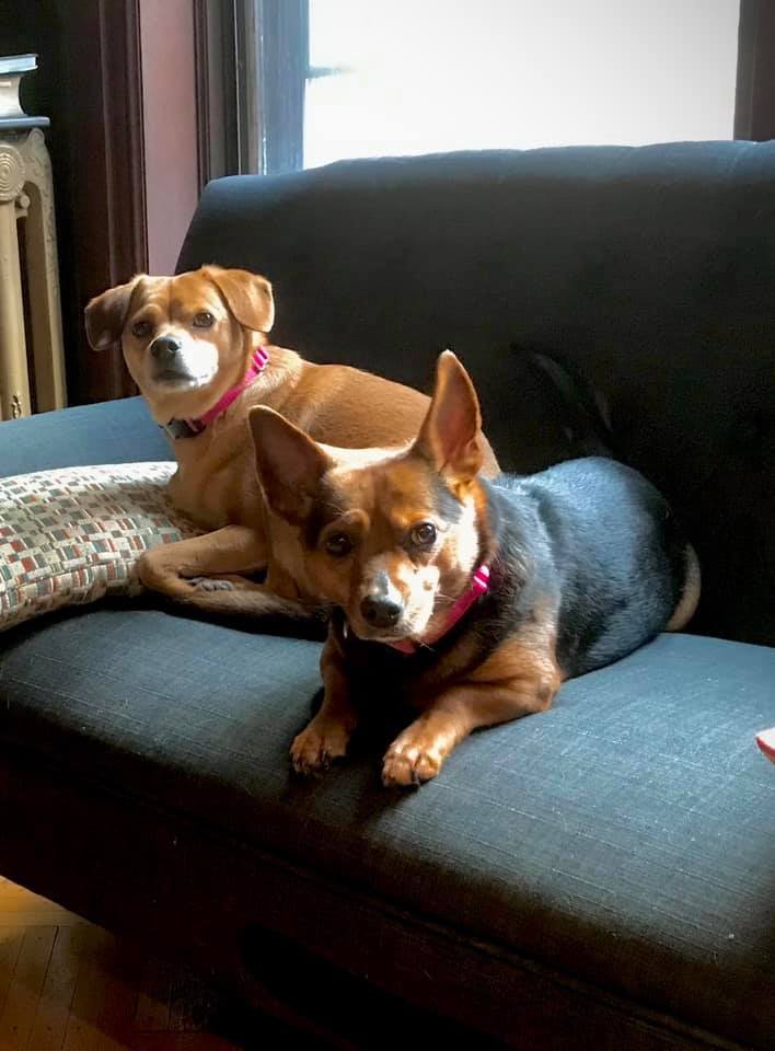 adoptable Dog in New York, NY named Gabby and Gigi (AL)