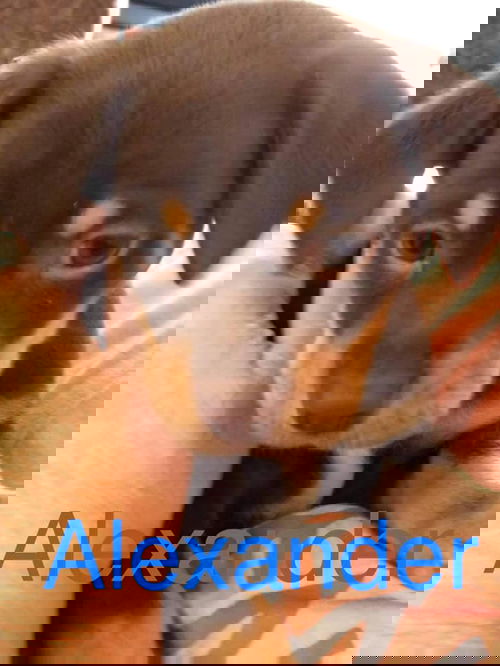 Alexander