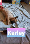 Karley (TX)