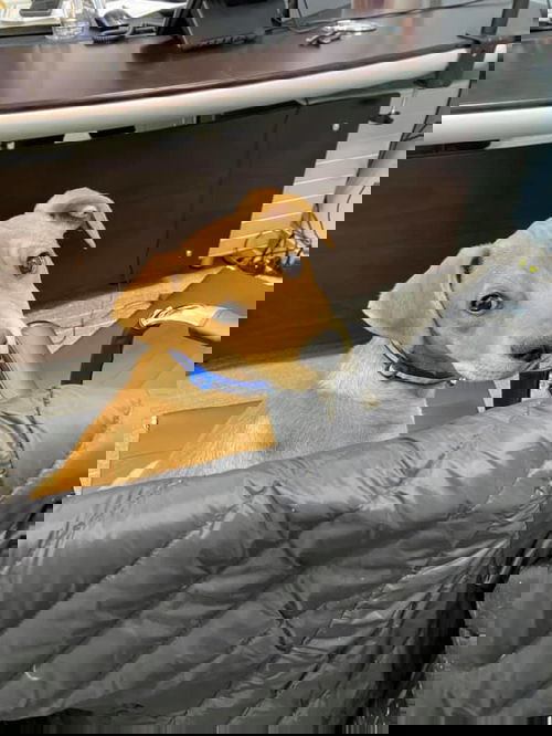 Sami (SC)