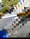 Wolfie (SC)