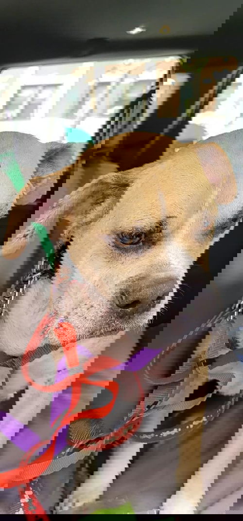 Wolfie (SC)