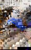 AJ (GA)