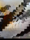 AJ (GA)