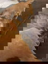 AJ (GA)