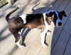 Oreo (NC)