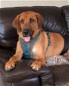 adoptable Dog in york, NE named Brody (SC)