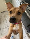Li'l Abby (TX)
