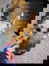 Sasha (NC)