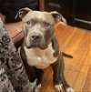 adoptable Dog in york, NE named Casper (TX)