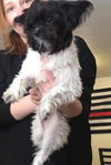 Winston (NY)
