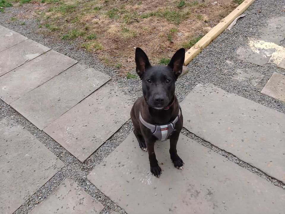 adoptable Dog in New York, NY named Mollie (AL)