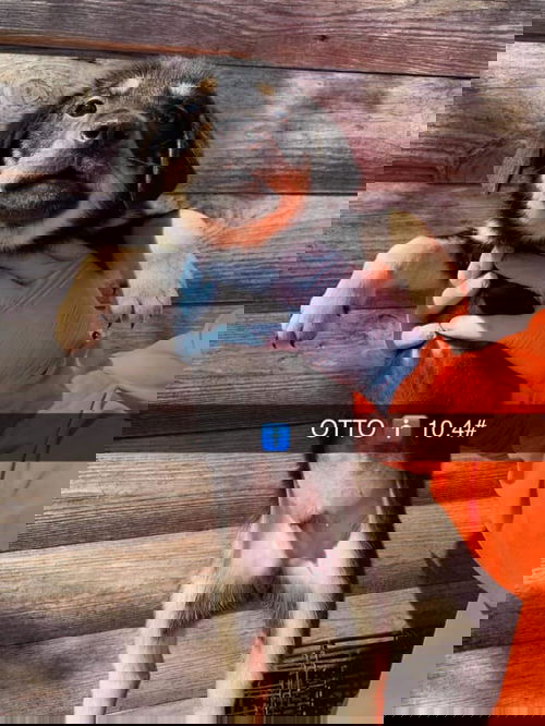 Otto (AL)