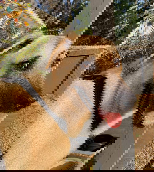 Foxy (SC)