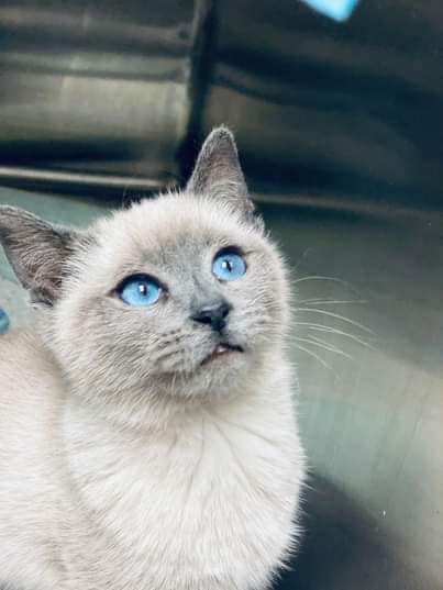 adoptable Cat in New York, NY named Prince (GA)