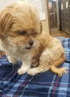 Gremlin (TX)