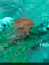 Heidi (SC)