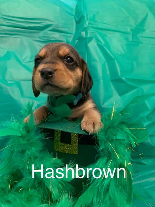 Hashbrown (NC)