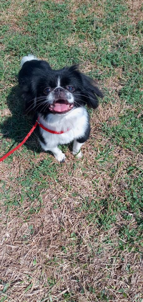 Oreo (TX)