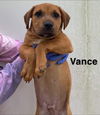 Vance (AL)