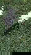 Ivy (SC)
