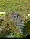 Laila (SC)